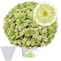 Afbeelding van Bolchrysant gehoest P19 Primo pistache